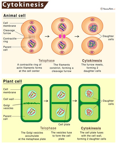 Cytokinesis