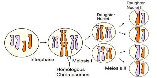 Homologous Chromosome