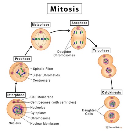 mitosis